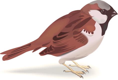 Sparrow Clipart 20 Free Cliparts Download Images On Clipground 2023