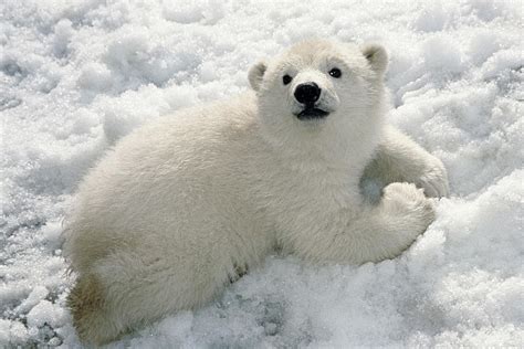 Polar Bear Cub Playing In Snow Alaska Photograph By Mark Newman