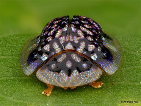Tortoise Beetle Microctenochira Sp Cassidinae Tortoise Beetle