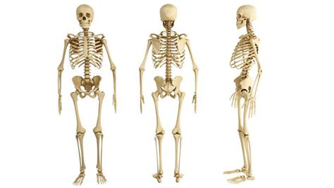 Huesos Del Cuerpo Humano Funciones Grupos E Imágenes