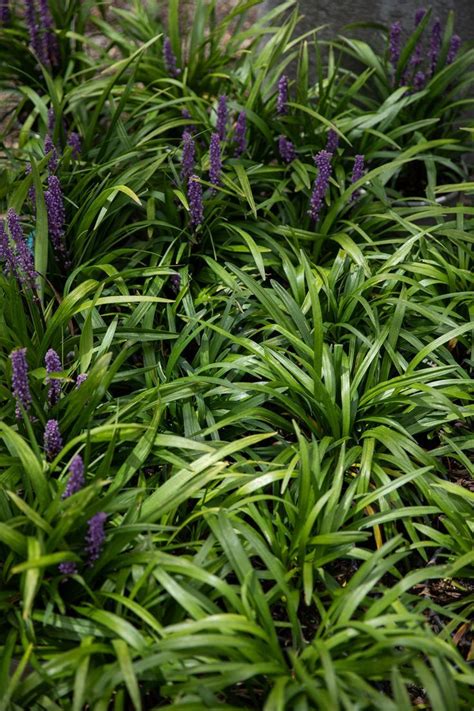 Liriope Muscari Royal Purple Summer Plants Lily Turf Plants