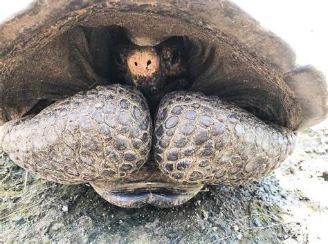 A Rare Giant Tortoise Has Been Found In Galapagos For The First Time