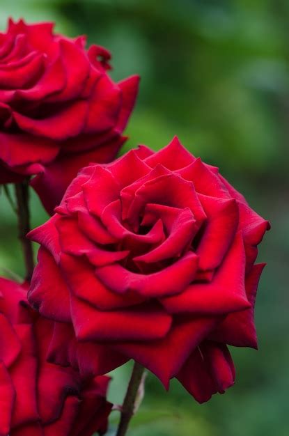 Premium Photo Red Rose Blooming In The Garden