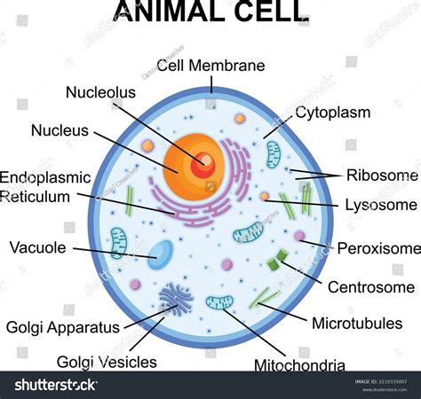 Top 137 Draw The Animal Cell Latest Vn