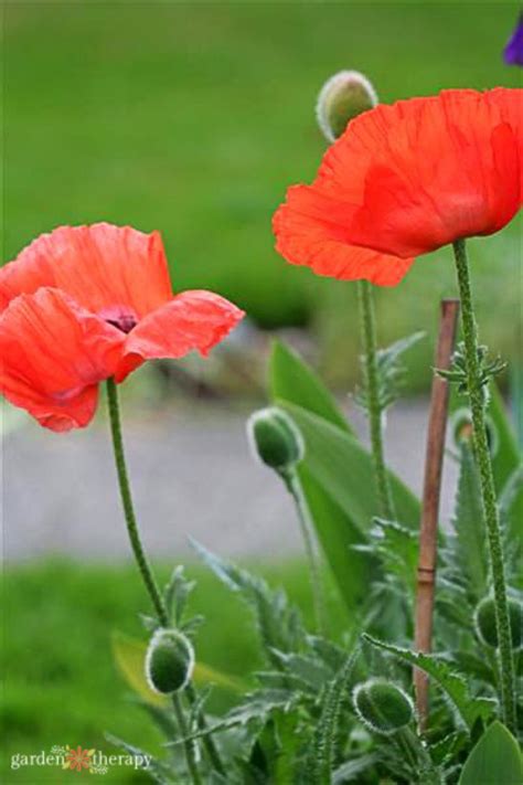 6 Must Know Poppies How To Grow These Pretty Poppy Flowers From Seed