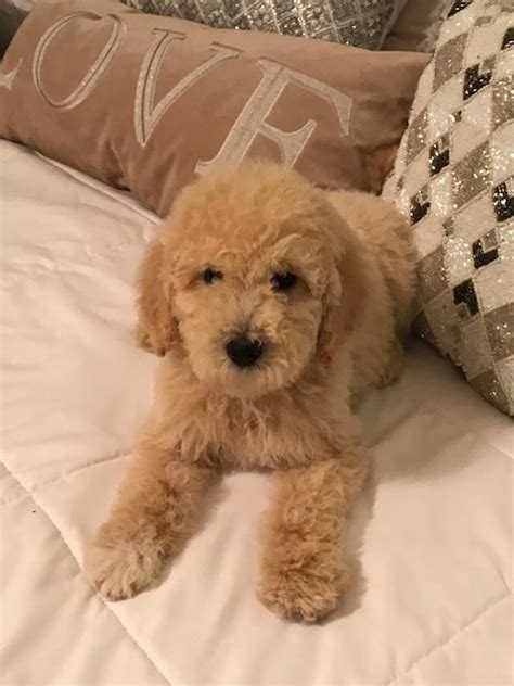 1 195 просмотров 1,1 тыс. View Ad: Goldendoodle Puppy for Sale, Texas, SAN ANTONIO, USA