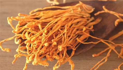 Cordyceps Mushrooms What Are They Troomy Nootropics In Whittier Ca