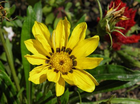 1024x768 Wallpaper Yellow Sunflower Peakpx