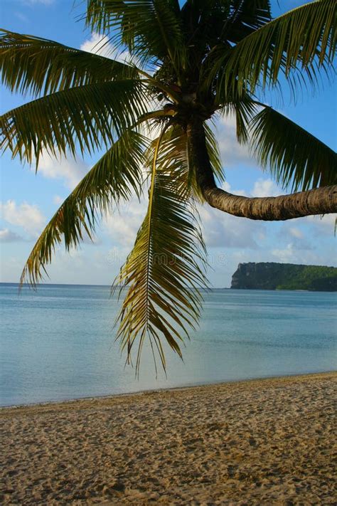 Palm Tree On Ypao Beach Guam Stock Image Image Of Beautiful Cloud