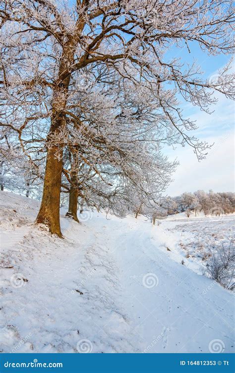 Hoarfrost Covered Oak Trees In A Winter Landscape Stock Image Image