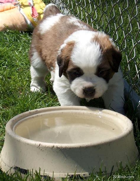 Switching your pups from drinking milk or formula to eating solid food is not as stressful and difficult as it may seem. 48 Most Beautiful Saint Bernard Puppy Pictures And Images