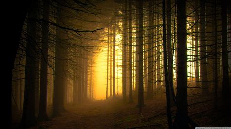 Dusk Forest Wallpapers Top Free Dusk Forest Backgrounds Wallpaperaccess