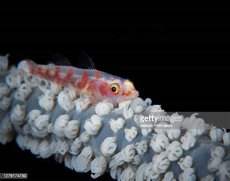 Whip Coral Goby Fish Photos And Premium High Res Pictures Getty Images