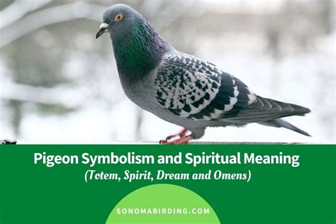 Pigeon Symbolism And Meaning Totem Spirit And Omens Sonoma Birding