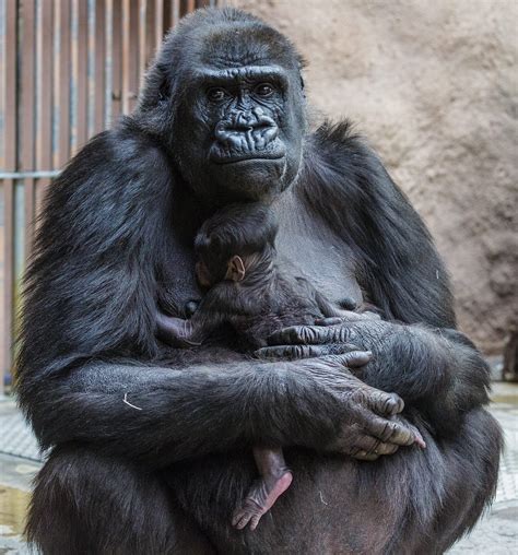 Prague Zoo Gorilla Shinda Had Secret Pregnancy And Her