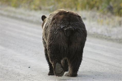 Grizzly Butt Picture Of Grizzly Bear Ranch Kaslo Tripadvisor