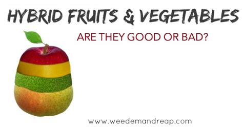 Hybrid Fruits And Vegetables Are They Good Or Bad Fruit Vegetables
