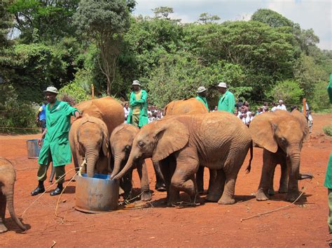 At The Elephant Orphanage Outside Of Nairobi Masai Mara Kenya Kenya