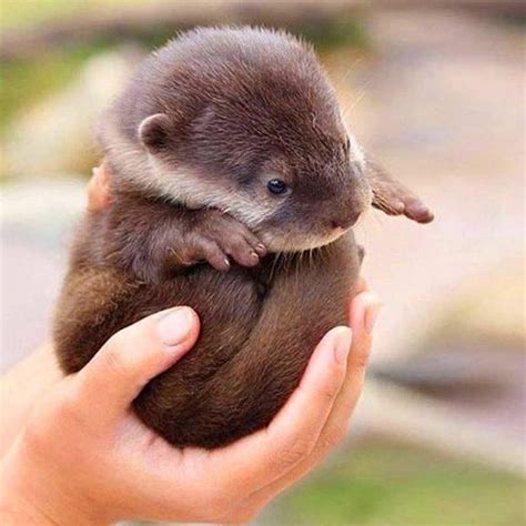 A wide variety of cute otter options are available to you, such as material, certification, and type. Cute Overload - 15 Absolute Adorable Otter Facts, Hugs and ...
