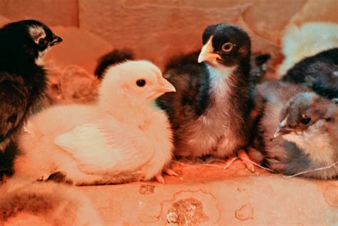 The Martha Stewart Blog : Blog Archive : Fluffy Chicks at the Farm