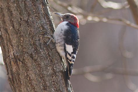 Red Headed Woodpecker Audubon Field Guide