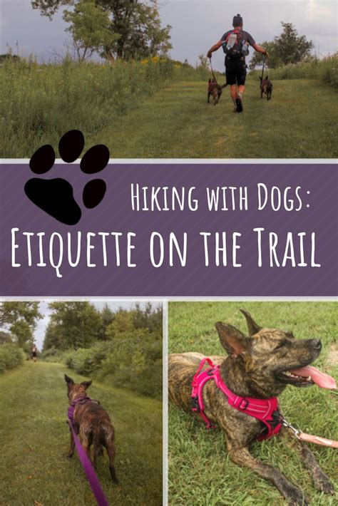 Hiking With Dogs Etiquette On The Trail Hiking Dogs Hiking