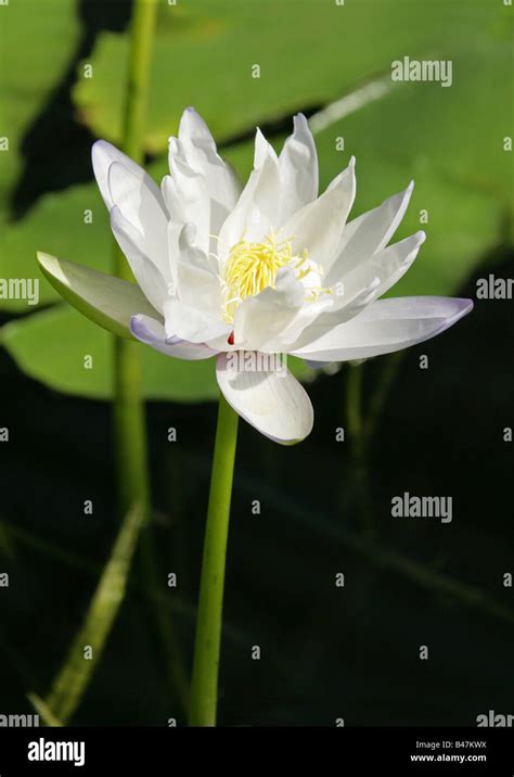 Water Lily Nymphaea Violacea Nymphaeaceae Australia Stock Photo Alamy