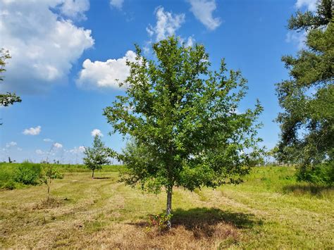 Overcup Oak - The Best Native Landscape Tree You've Never Seen ...