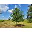 Overcup Oak – The Best Landscape Tree You’ve Never Heard Of  Gardening