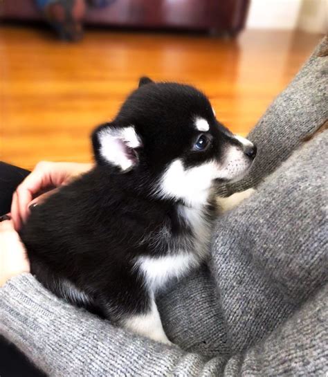 …here is an excellent blog you may locate fascinating that we encourage you… Teacup Pomsky | Combination of Pomeranian and Husky