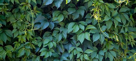 5 Leaf Vine Plants 3 Species