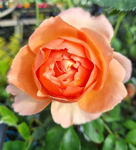 rose heaven on earth pbr bush form hello hello plants and garden supplies