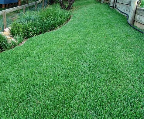 Empire Zoysia Grass Hi Quality Turf