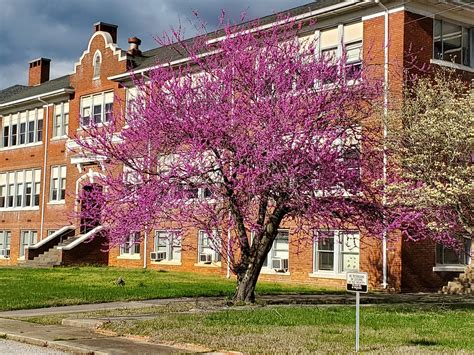 Native Bee Nesting Shelters Near Blooming Redbud Trees North Carolina