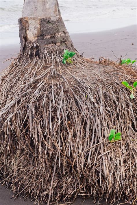 Close Up Picture Of Coconut Tree Roots Along The Sea Stock Image