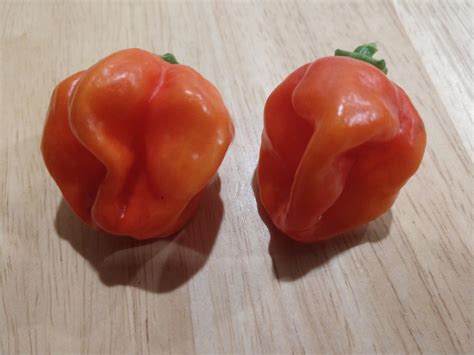 Homegrown Habaneros Rhotpeppers