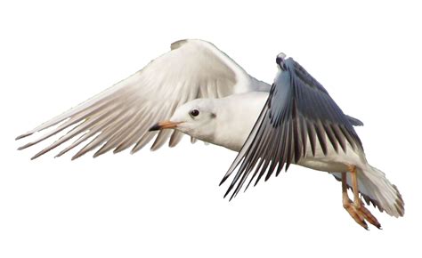 Bird Gulls Flight Jonathan Livingston Seagull Flock Of Birds Png