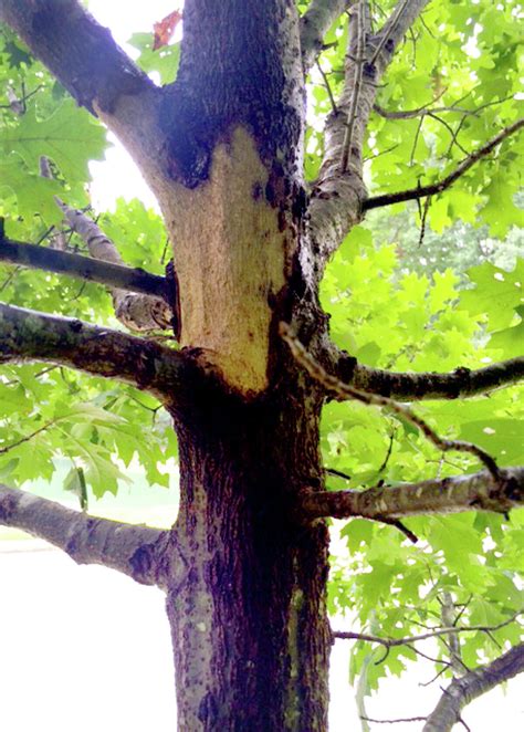 Shedding Bark On Red Oak Indicates Serious Disease