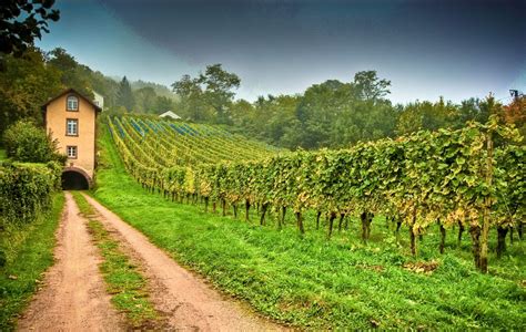 What You Think About This Vineyard Of Grapes Country Roads Nature