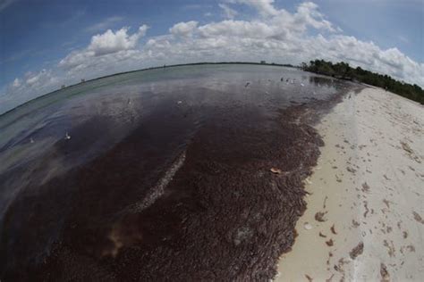 Harmless Red Drift Algae Showing Up At Local Beaches Causing Odor