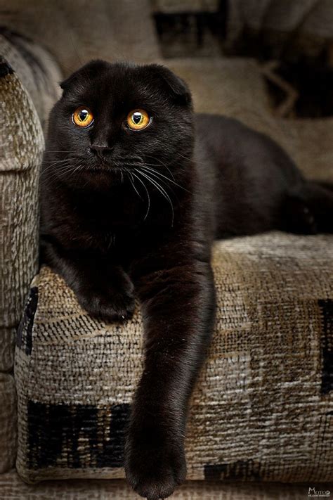 693 Best Scottish Folds Images On Pinterest Kitty Cats