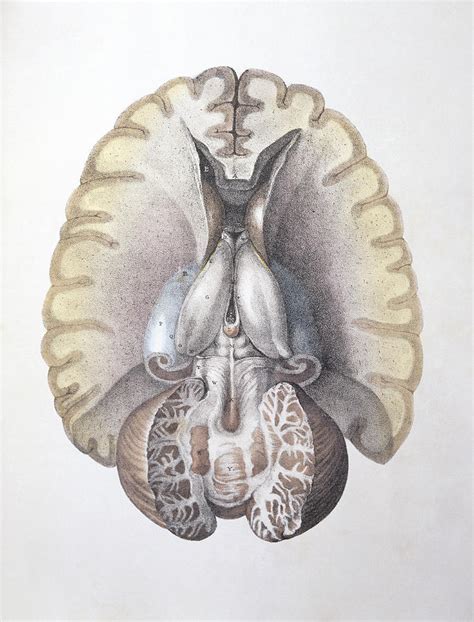Brain Anatomy Photograph By Sheila Terry Pixels