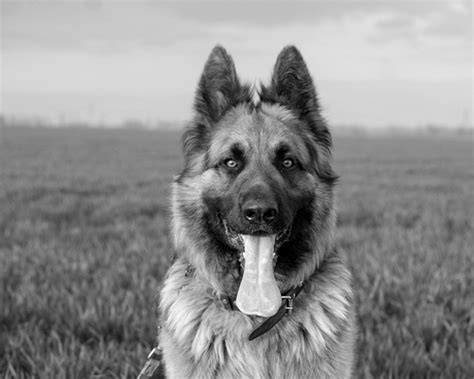 Dog Breed Guides | Sainsbury's Bank Pet Insurance