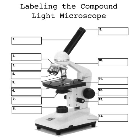 Compound Light Microscope Labeled Diagram