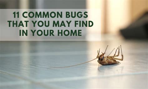 11 Common Bugs That You May Find In Your Home