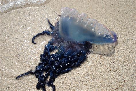 It has a bright blue gas float and long, trailing tentacles with highly poisonous stinging cells. What is a Portuguese Man o' War?