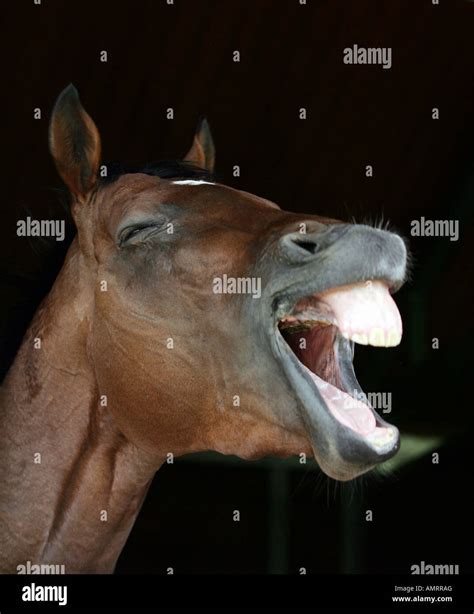 A Horse Yawning Stock Photo Alamy