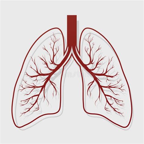 Human Lung Anatomy Stock Vector Illustration Of Isolated 33923528