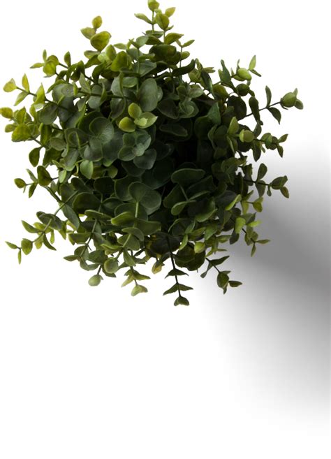 Flower Plant Top View Png With Flower Plant Top View Table Plant Top