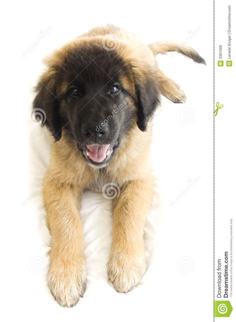 Smiling Puppy Stock Photo Image Of Isolated Mammal Cute 3361566